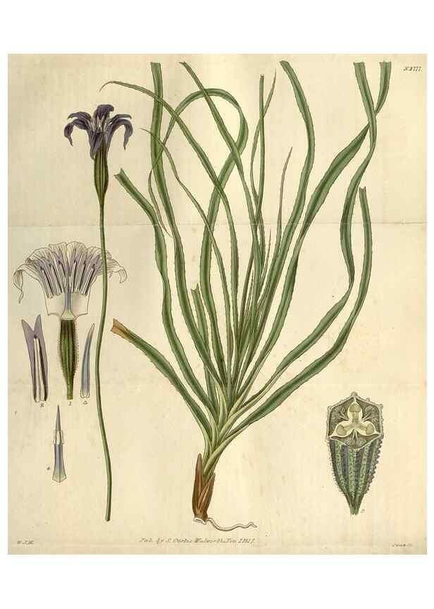 Reproducción/Reproduction 8610073575: Curtis's botanical magazine.. London ;New York [etc.] :Academic Press [etc.]