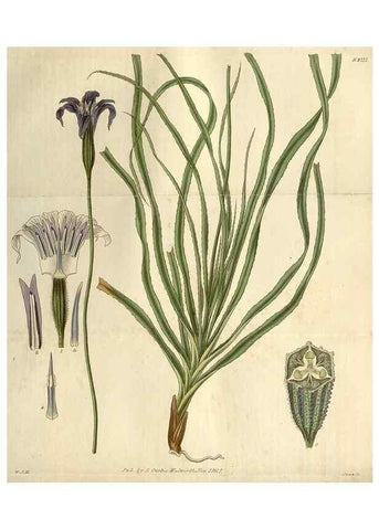 Reproducción/Reproduction 8610073575: Curtis's botanical magazine.. London ;New York [etc.] :Academic Press [etc.]