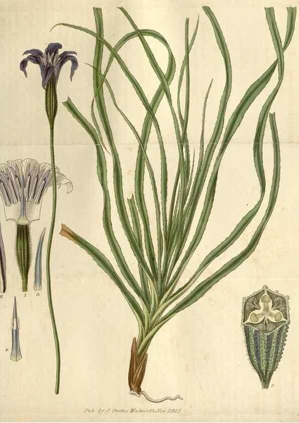Reproducción/Reproduction 8610073575: Curtis's botanical magazine.. London ;New York [etc.] :Academic Press [etc.]
