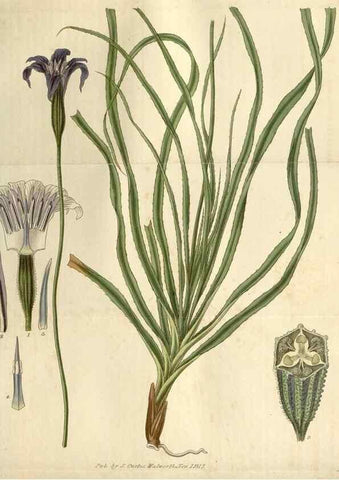 Reproducción/Reproduction 8610073575: Curtis's botanical magazine.. London ;New York [etc.] :Academic Press [etc.]