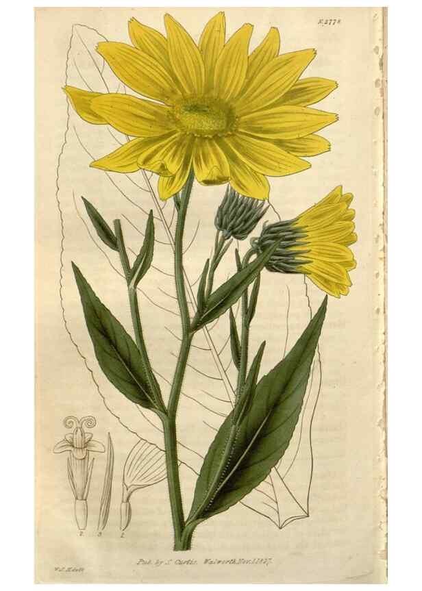Reproducción/Reproduction 8610074651: Curtis's botanical magazine.. London ;New York [etc.] :Academic Press [etc.]