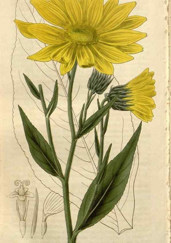 Reproducción/Reproduction 8610074651: Curtis's botanical magazine.. London ;New York [etc.] :Academic Press [etc.]