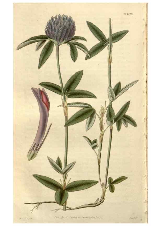 Reproducción/Reproduction 8611180956: Curtis's botanical magazine.. London ;New York [etc.] :Academic Press [etc.]