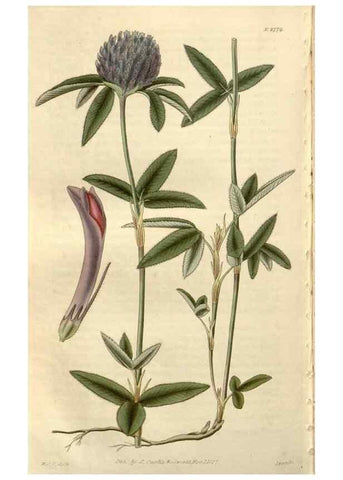 Reproducción/Reproduction 8611180956: Curtis's botanical magazine.. London ;New York [etc.] :Academic Press [etc.]