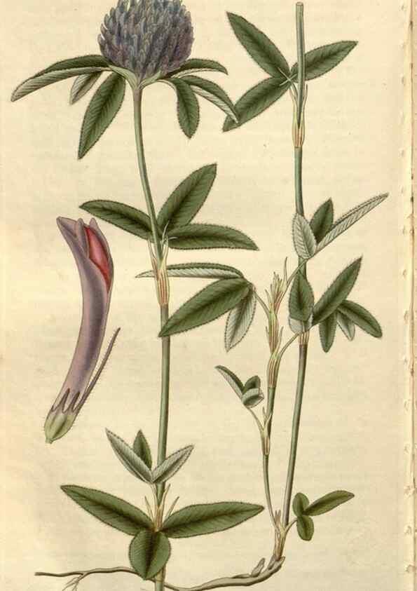 Reproducción/Reproduction 8611180956: Curtis's botanical magazine.. London ;New York [etc.] :Academic Press [etc.]