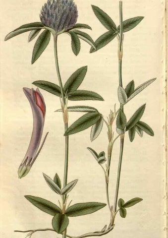 Reproducción/Reproduction 8611180956: Curtis's botanical magazine.. London ;New York [etc.] :Academic Press [etc.]