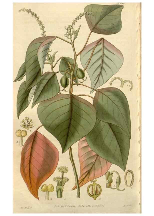 Reproducción/Reproduction 8610076999: Curtis's botanical magazine.. London ;New York [etc.] :Academic Press [etc.]