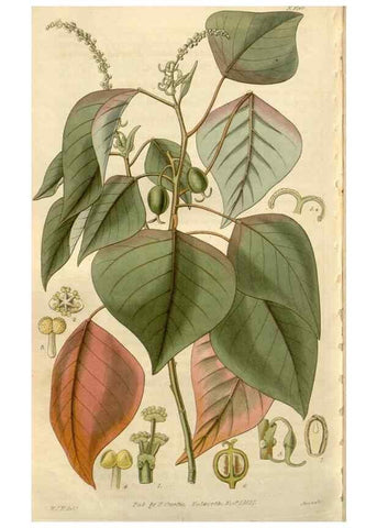 Reproducción/Reproduction 8610076999: Curtis's botanical magazine.. London ;New York [etc.] :Academic Press [etc.]