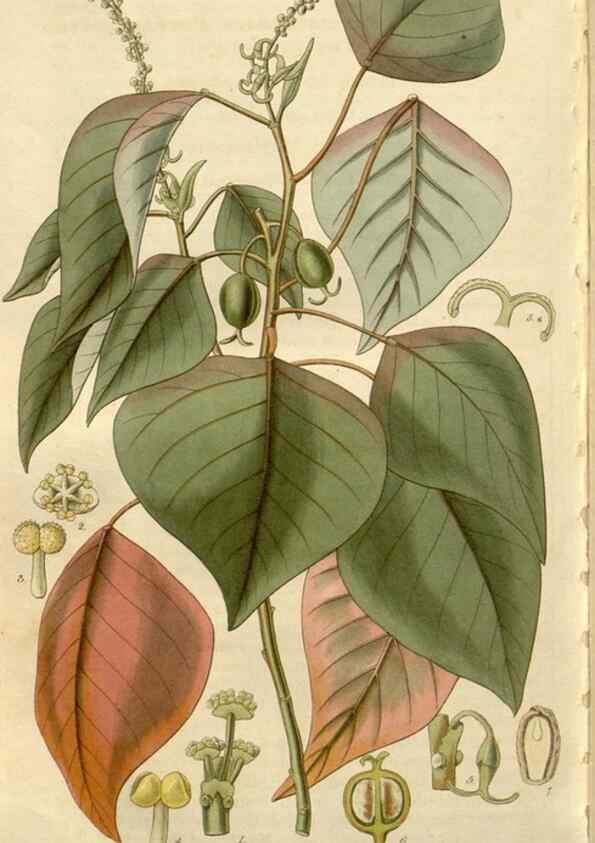 Reproducción/Reproduction 8610076999: Curtis's botanical magazine.. London ;New York [etc.] :Academic Press [etc.]