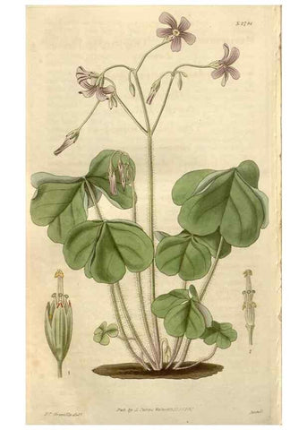 Reproducción/Reproduction 8610078403: Curtis's botanical magazine.. London ;New York [etc.] :Academic Press [etc.]