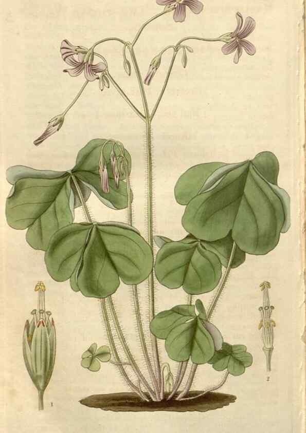 Reproducción/Reproduction 8610078403: Curtis's botanical magazine.. London ;New York [etc.] :Academic Press [etc.]