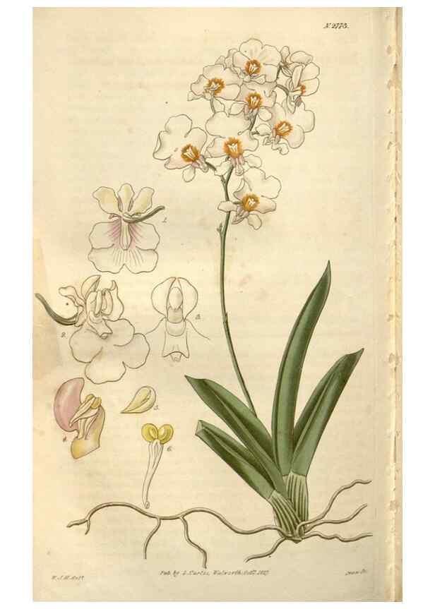Reproducción/Reproduction 8610068765: Curtis's botanical magazine.. London ;New York [etc.] :Academic Press [etc.]