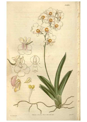 Reproducción/Reproduction 8610068765: Curtis's botanical magazine.. London ;New York [etc.] :Academic Press [etc.]