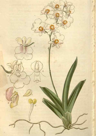 Reproducción/Reproduction 8610068765: Curtis's botanical magazine.. London ;New York [etc.] :Academic Press [etc.]