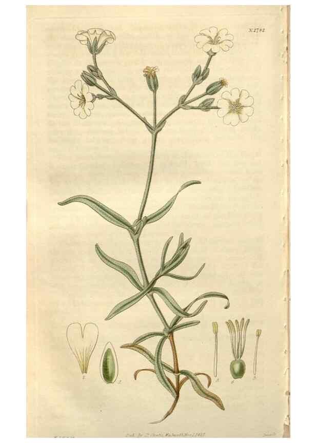 Reproducción/Reproduction 8610079265: Curtis's botanical magazine.. London ;New York [etc.] :Academic Press [etc.]