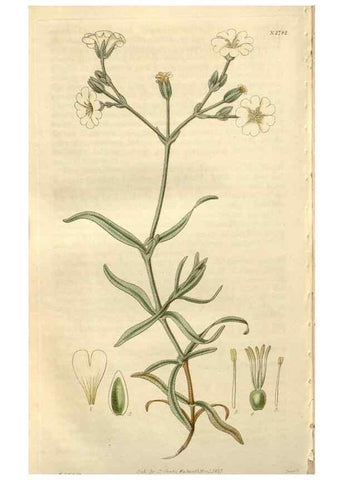 Reproducción/Reproduction 8610079265: Curtis's botanical magazine.. London ;New York [etc.] :Academic Press [etc.]