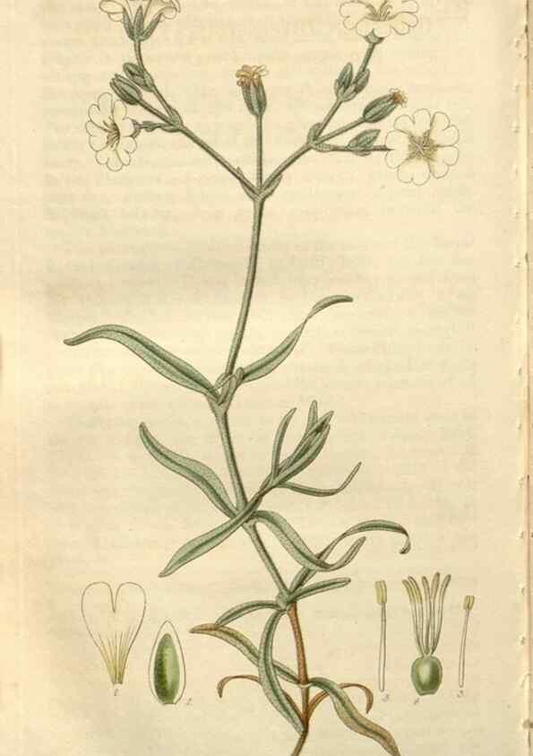 Reproducción/Reproduction 8610079265: Curtis's botanical magazine.. London ;New York [etc.] :Academic Press [etc.]