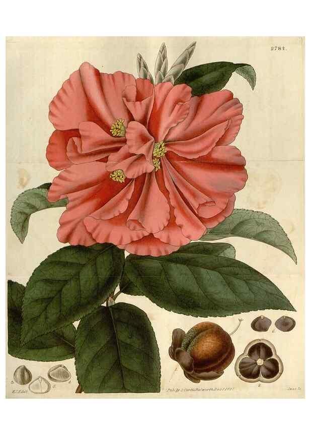 Reproducción/Reproduction 8610085283: Curtis's botanical magazine.. London ;New York [etc.] :Academic Press [etc.]