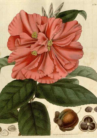Reproducción/Reproduction 8610085283: Curtis's botanical magazine.. London ;New York [etc.] :Academic Press [etc.]