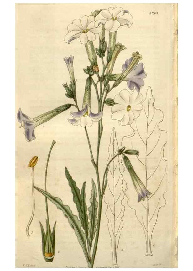 Reproducción/Reproduction 8611191958: Curtis's botanical magazine.. London ;New York [etc.] :Academic Press [etc.]