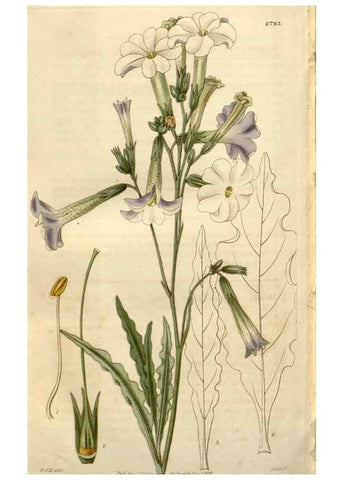 Reproducción/Reproduction 8611191958: Curtis's botanical magazine.. London ;New York [etc.] :Academic Press [etc.]