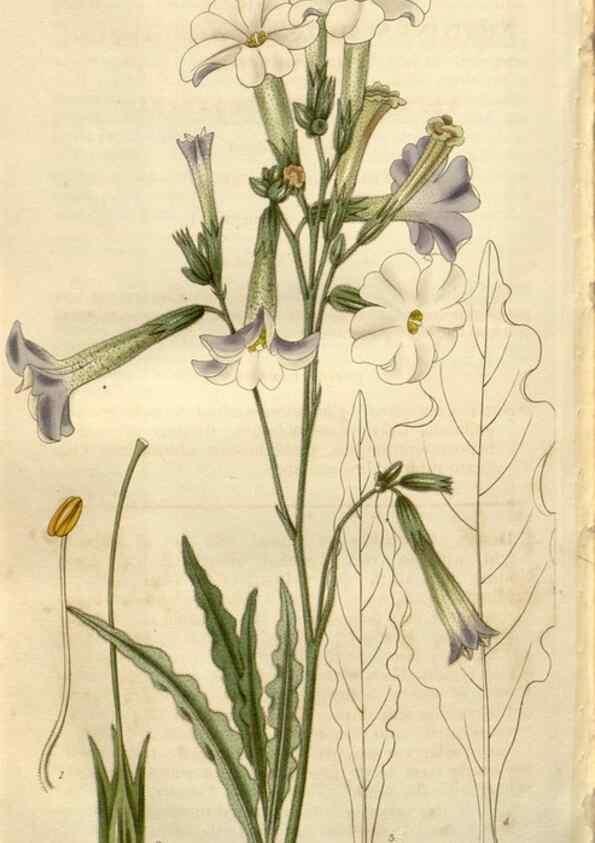 Reproducción/Reproduction 8611191958: Curtis's botanical magazine.. London ;New York [etc.] :Academic Press [etc.]