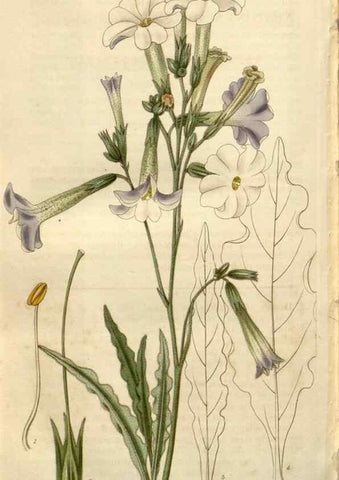 Reproducción/Reproduction 8611191958: Curtis's botanical magazine.. London ;New York [etc.] :Academic Press [etc.]