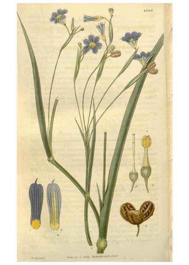 Reproducción/Reproduction 8611193034: Curtis's botanical magazine.. London ;New York [etc.] :Academic Press [etc.]