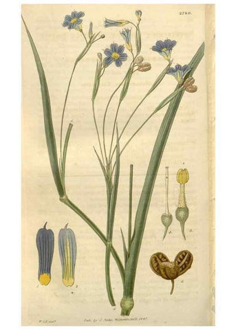 Reproducción/Reproduction 8611193034: Curtis's botanical magazine.. London ;New York [etc.] :Academic Press [etc.]