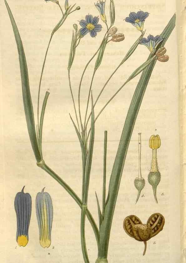 Reproducción/Reproduction 8611193034: Curtis's botanical magazine.. London ;New York [etc.] :Academic Press [etc.]