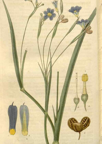 Reproducción/Reproduction 8611193034: Curtis's botanical magazine.. London ;New York [etc.] :Academic Press [etc.]