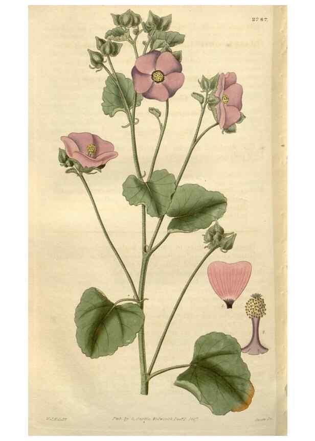 Reproducción/Reproduction 8610088845: Curtis's botanical magazine.. London ;New York [etc.] :Academic Press [etc.]