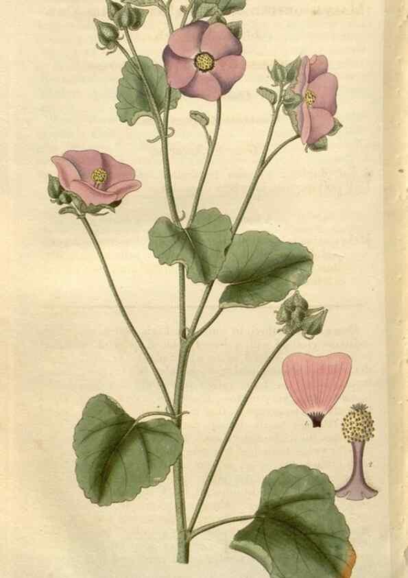 Reproducción/Reproduction 8610088845: Curtis's botanical magazine.. London ;New York [etc.] :Academic Press [etc.]