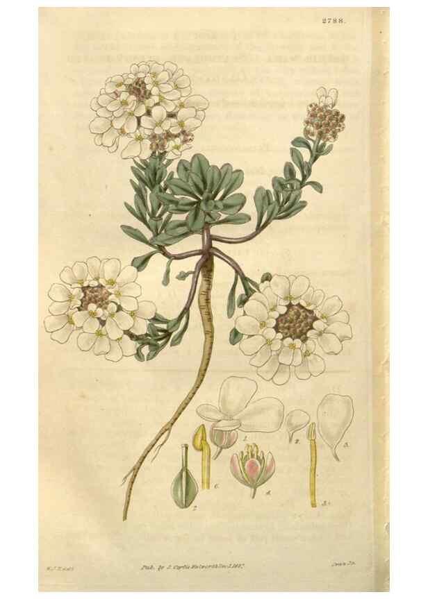 Reproducción/Reproduction 8611195784: Curtis's botanical magazine.. London ;New York [etc.] :Academic Press [etc.]
