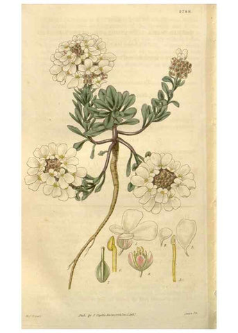 Reproducción/Reproduction 8611195784: Curtis's botanical magazine.. London ;New York [etc.] :Academic Press [etc.]