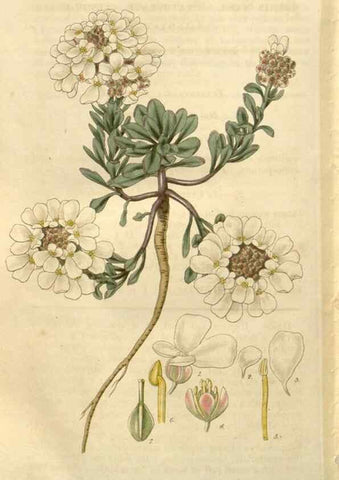 Reproducción/Reproduction 8611195784: Curtis's botanical magazine.. London ;New York [etc.] :Academic Press [etc.]