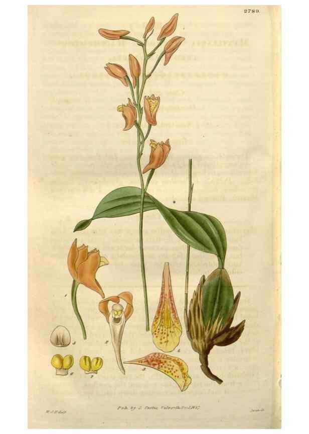 Reproducción/Reproduction 8611197038: Curtis's botanical magazine.. London ;New York [etc.] :Academic Press [etc.]
