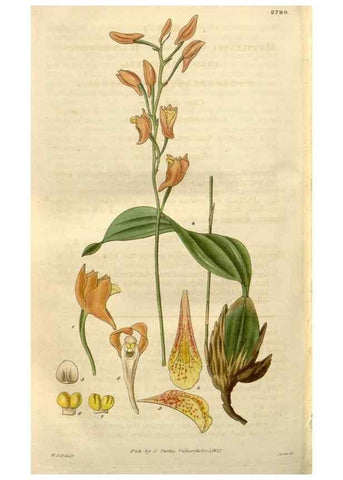 Reproducción/Reproduction 8611197038: Curtis's botanical magazine.. London ;New York [etc.] :Academic Press [etc.]
