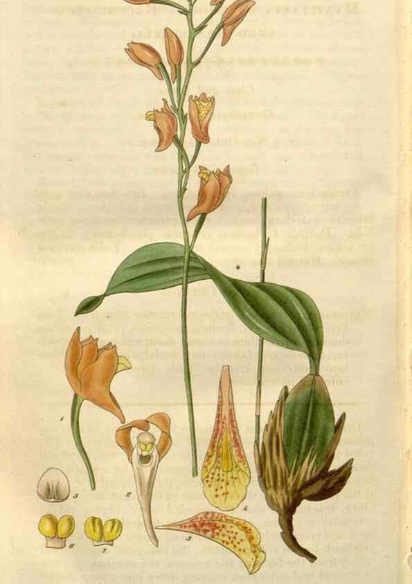 Reproducción/Reproduction 8611197038: Curtis's botanical magazine.. London ;New York [etc.] :Academic Press [etc.]