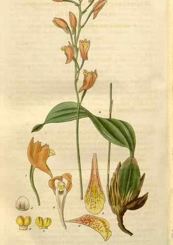 Reproducción/Reproduction 8611197038: Curtis's botanical magazine.. London ;New York [etc.] :Academic Press [etc.]