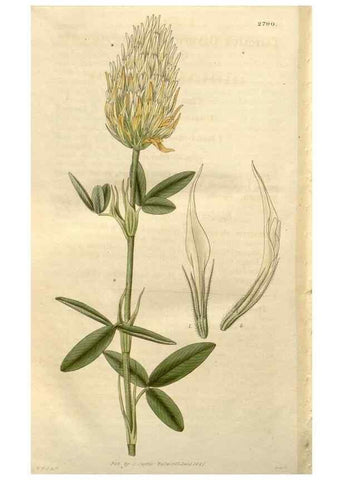 Reproducción/Reproduction 8610092561: Curtis's botanical magazine.. London ;New York [etc.] :Academic Press [etc.]