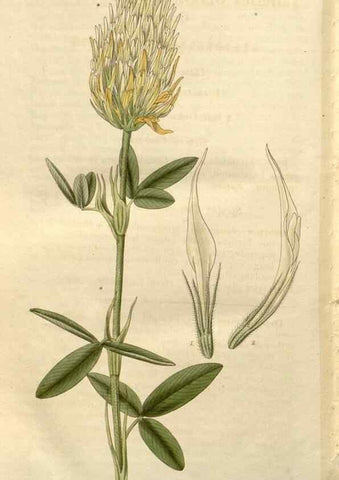 Reproducción/Reproduction 8610092561: Curtis's botanical magazine.. London ;New York [etc.] :Academic Press [etc.]