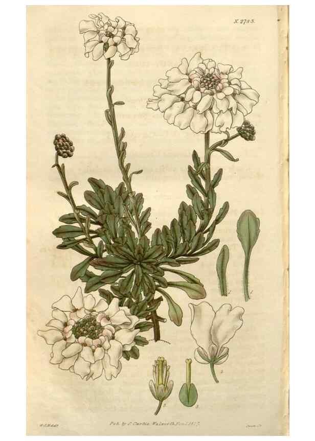 Reproducción/Reproduction 8610084073: Curtis's botanical magazine.. London ;New York [etc.] :Academic Press [etc.]