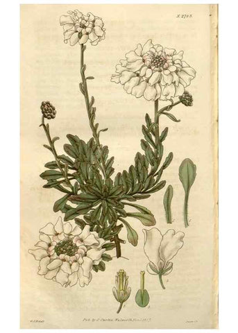 Reproducción/Reproduction 8610084073: Curtis's botanical magazine.. London ;New York [etc.] :Academic Press [etc.]