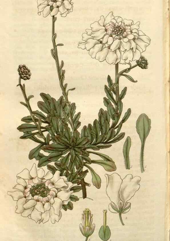 Reproducción/Reproduction 8610084073: Curtis's botanical magazine.. London ;New York [etc.] :Academic Press [etc.]