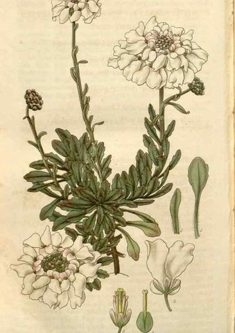 Reproducción/Reproduction 8610084073: Curtis's botanical magazine.. London ;New York [etc.] :Academic Press [etc.]