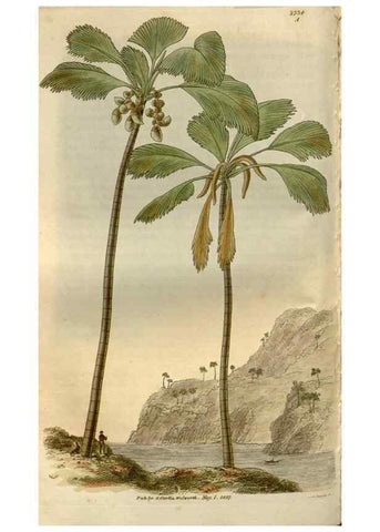 Reproducción/Reproduction 8611117704: Curtis's botanical magazine.. London ;New York [etc.] :Academic Press [etc.]