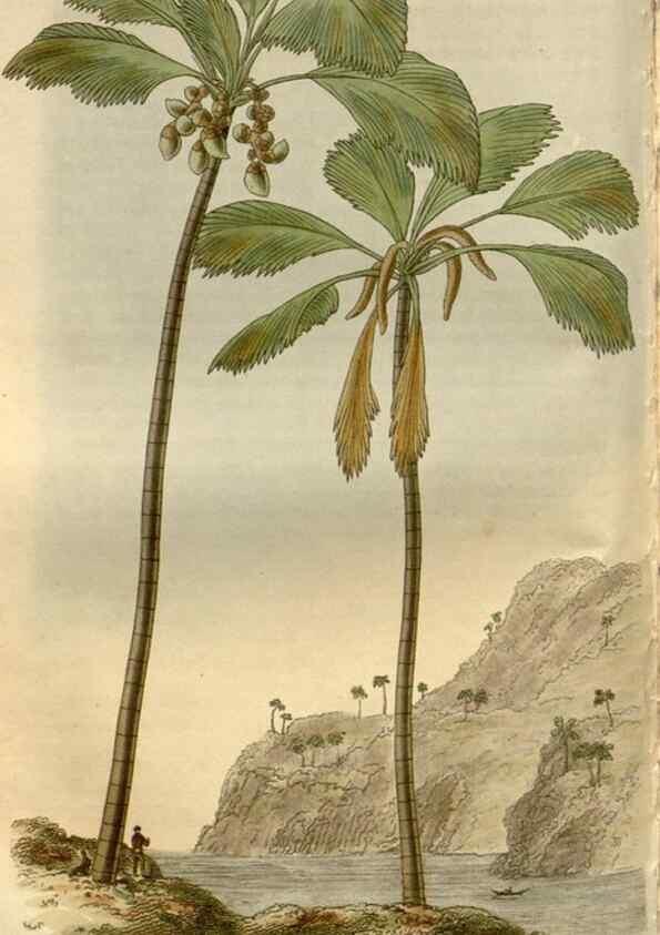 Reproducción/Reproduction 8611117704: Curtis's botanical magazine.. London ;New York [etc.] :Academic Press [etc.]