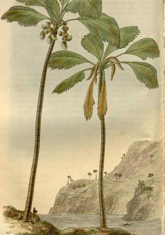 Reproducción/Reproduction 8611117704: Curtis's botanical magazine.. London ;New York [etc.] :Academic Press [etc.]