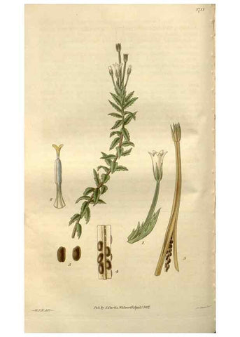 Reproducción/Reproduction 8611116650: Curtis's botanical magazine.. London ;New York [etc.] :Academic Press [etc.]